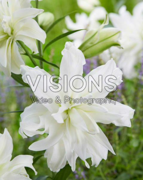 Лилия восточная махровая Лотус Айс